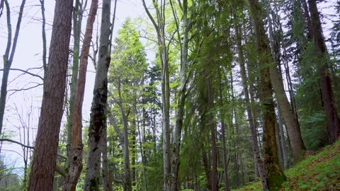 Green fresh beech forest in spring season. Walking inside the mountain forest. Stock-Footage 150595111