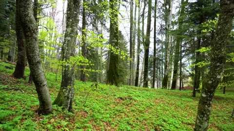 Green fresh beech forest in spring season. Walking inside the mountain forest. Stock Footage 150595890