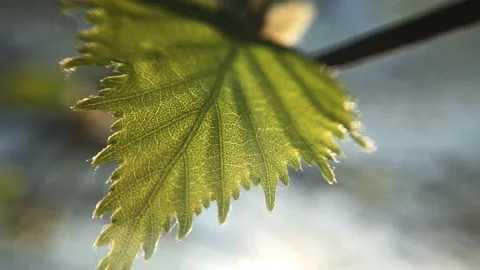 Green fresh birch leaf close up on the wind macro Stock Footage 150964317