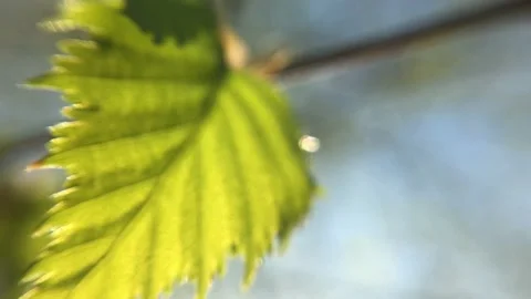 Green fresh birch leaf close up on the wind macro Stock Footage 150964321
