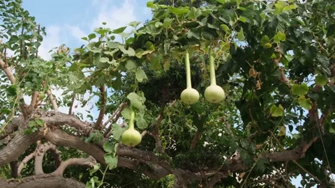 Green fresh bottle gourd, c in summer garden in Cyprus ISLAND, GREECE. Stock Footage 180822812