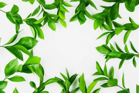 Green fresh branches background, flatlay, copyspace Stock Photos