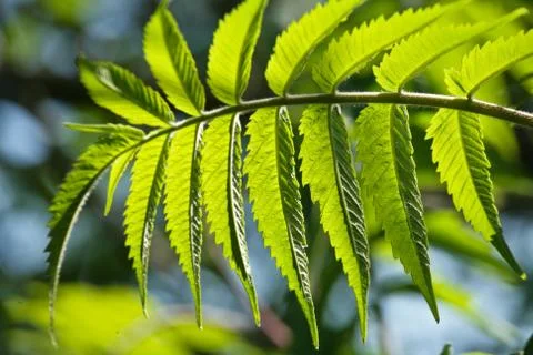 Green fresh branches trough the sun light Stock Photos