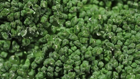 Green fresh broccoli in a closeup view as clean liquid water sprays Stock Footage 102346691