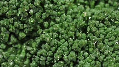 Green fresh broccoli in a closeup view as clean liquid water sprays Stock Footage 102346821