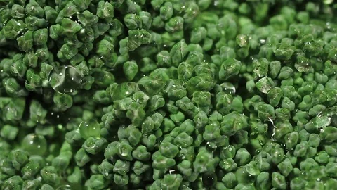 Green fresh broccoli in a closeup view as clean liquid water sprays Stock Footage 102347024