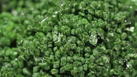 Green fresh broccoli in a closeup view as clean liquid water sprays Stock Footage 102347210