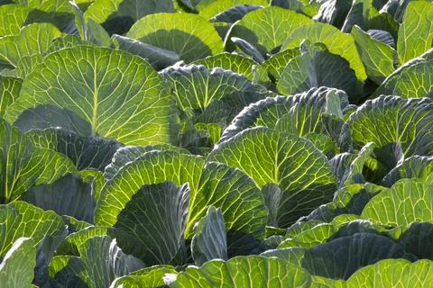 Green fresh cabbage leafs with backlight in the farm field. Fotos Stock