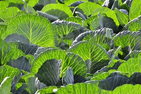 Green fresh cabbage leafs with backlight in the farm field. Фото