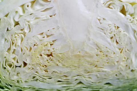 Green Fresh cabbage texture close up Stock Photos