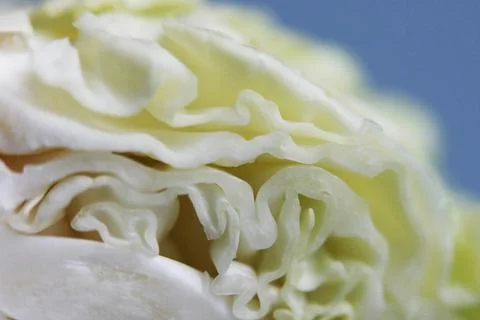 Green Fresh cabbage texture close up 스톡 사진