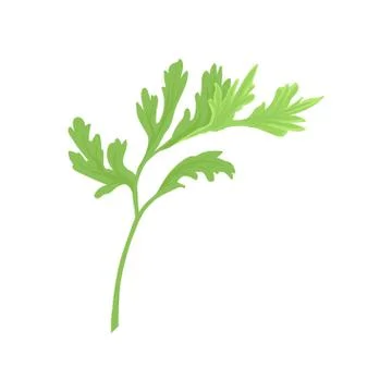 Green fresh celery leaf on white background. Illustrazione stock