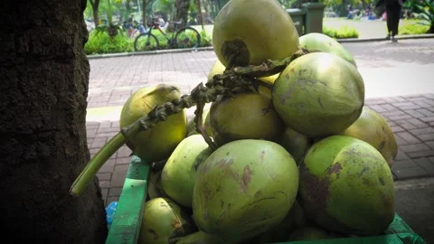 Green fresh Coconuts in a Bunch Hanging From a Palm Tree Static Close up. ready  Stock Footage 280089150