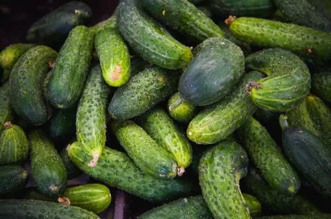 Green fresh cucumbers Stock-Fotos