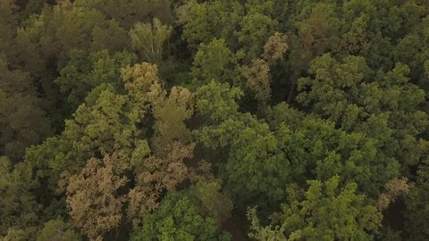Green fresh forest. Deciduous and coniferous trees. Aerial view Video stock 76533394