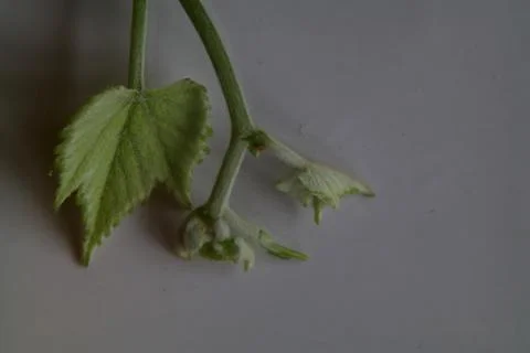 Green fresh grape leaf. Grape leaves vine branch with tendrils and young leaves Stock Photos