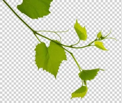 Green fresh grape leaf. Grape leaves vine branch with tendrils and young le.. Stock Photos