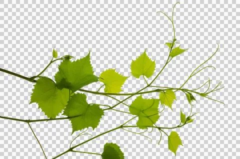 Green fresh grape leaf. Grape leaves vine branch with tendrils and young le.. Foto stock