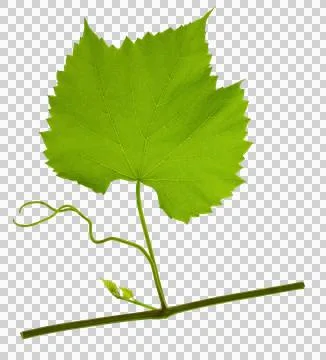 Green fresh grape leaf. Grape leaves vine branch with tendrils and young le.. Stock Photos