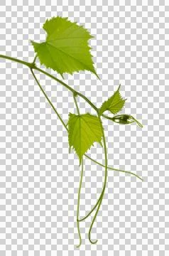 Green fresh grape leaf. Grape leaves vine branch with tendrils and young le.. Foto stock