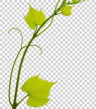 Green fresh grape leaf. Grape leaves vine branch with tendrils and young le.. 库存照片