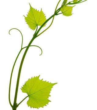 Green fresh grape leaf. Grape leaves vine branch with tendrils and young le.. Stock Photos