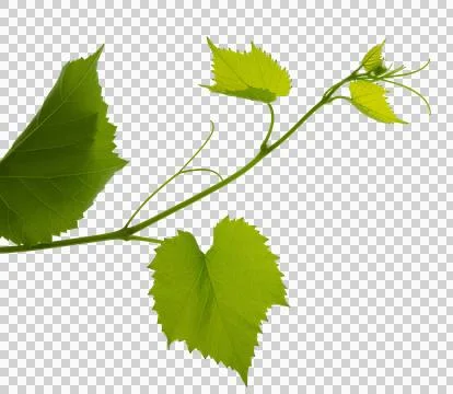 Green fresh grape leaf. Grape leaves vine branch with tendrils and young le.. 스톡 사진