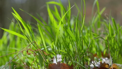 Green fresh grass close up with leaves in between in slow motion Stock Footage 271152283