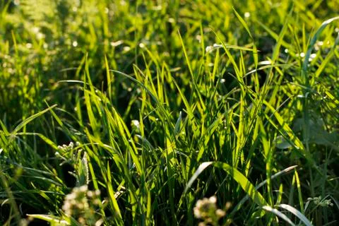 Green fresh grass full frame, used as background Stock Photos