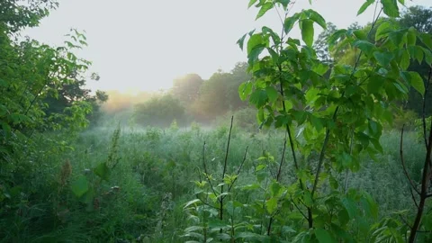 Green fresh grass in the mist. Stock Footage 171408611
