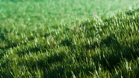 Green fresh grass as a nice background Stock Footage 146268740