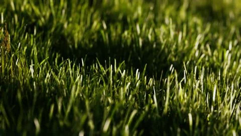 Green fresh grass as a nice background Stock Illustration