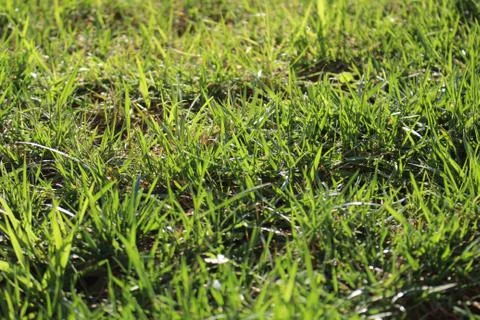 Green Fresh Grass Stock Photos