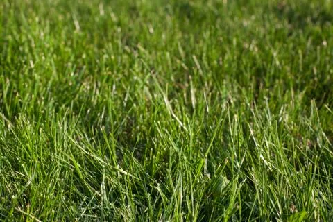 Green fresh grass Stock Photos