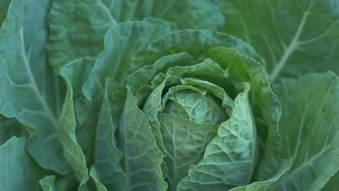 Green fresh healthy cabbage on vegetable garden 스톡 동영상 255833701
