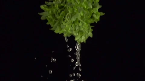 Green fresh herbs with water splashes Stock Footage 58108218