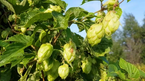 Green fresh hops cones for making beer and bread in backlight closeup. Stock Footage 137321016
