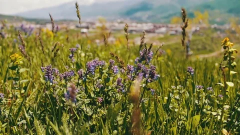 Green fresh juicy spring grass and field of blue flowers in Armenia Stock Footage