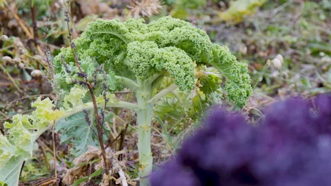 Green fresh kale cabbage grows on plantation Stock Footage 144567267