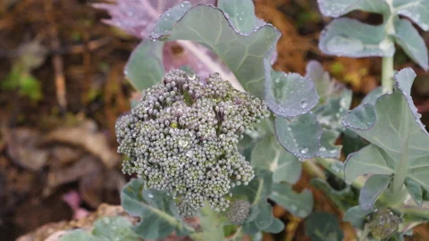 Green fresh kale cabbage grows on plantation Stock Footage 144567664