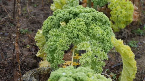 Green fresh kale cabbage grows on plantation Stock Footage 144567776