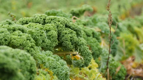 Green fresh kale cabbage grows on plantation Stock Footage 144567938
