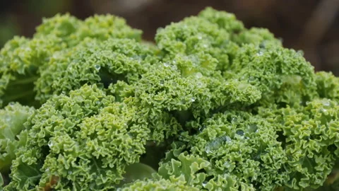 Green fresh kale cabbage grows on plantation Stock Footage 144568323
