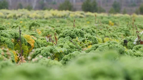 Green fresh kale cabbage grows on plantation Stock Footage 144568414