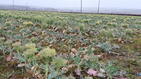Green fresh kale cabbage grows on plantation Stock Footage 144569089