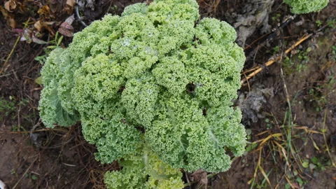 Green fresh kale cabbage grows on plantation 스톡 동영상 144569159