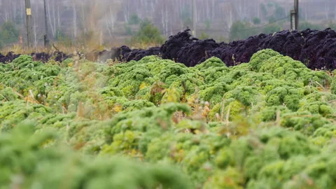 Green fresh kale cabbage grows on plantation Video stock 144569429