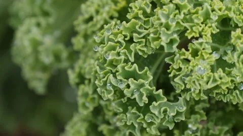 Green fresh kale cabbage grows on plantation Stock Footage 144569695