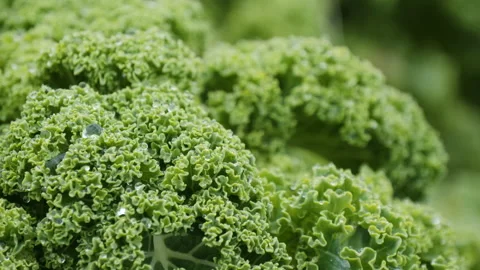 Green fresh kale cabbage grows on plantation Stock Footage 144570720