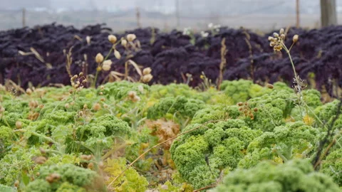 Green fresh kale cabbage grows on plantation Stock Footage 144570888